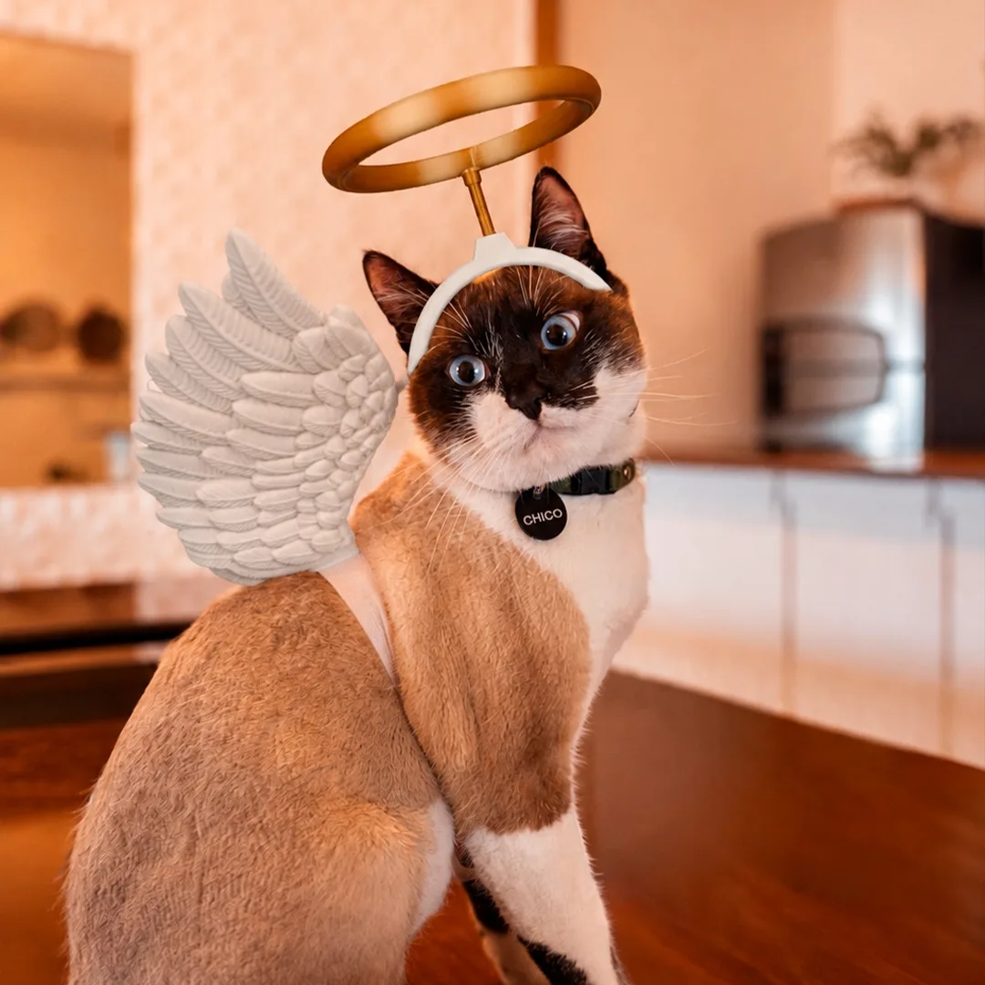 Fantasia para Gatos - Anjinho — foto 2