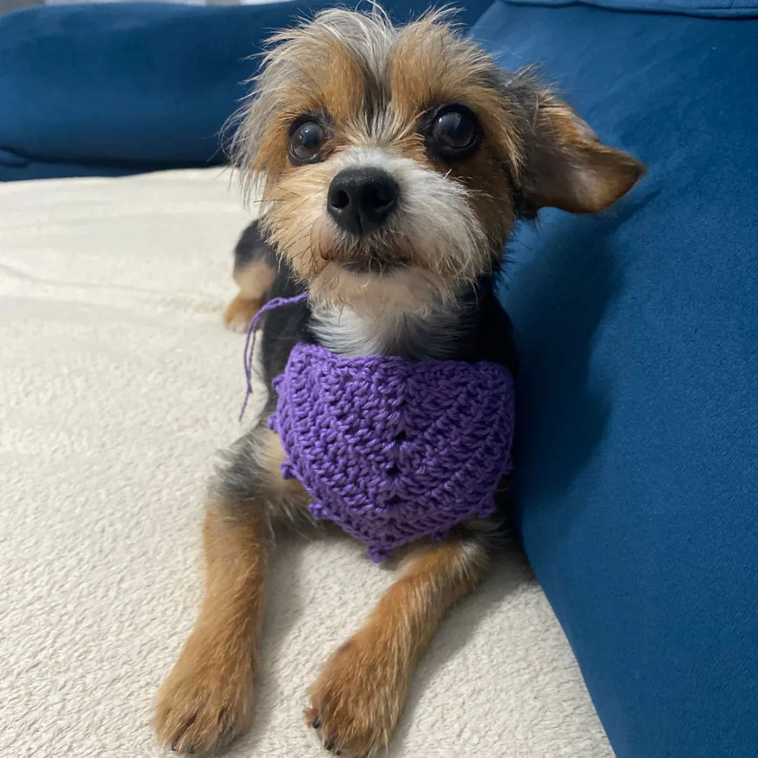Bandana Pet — foto 3